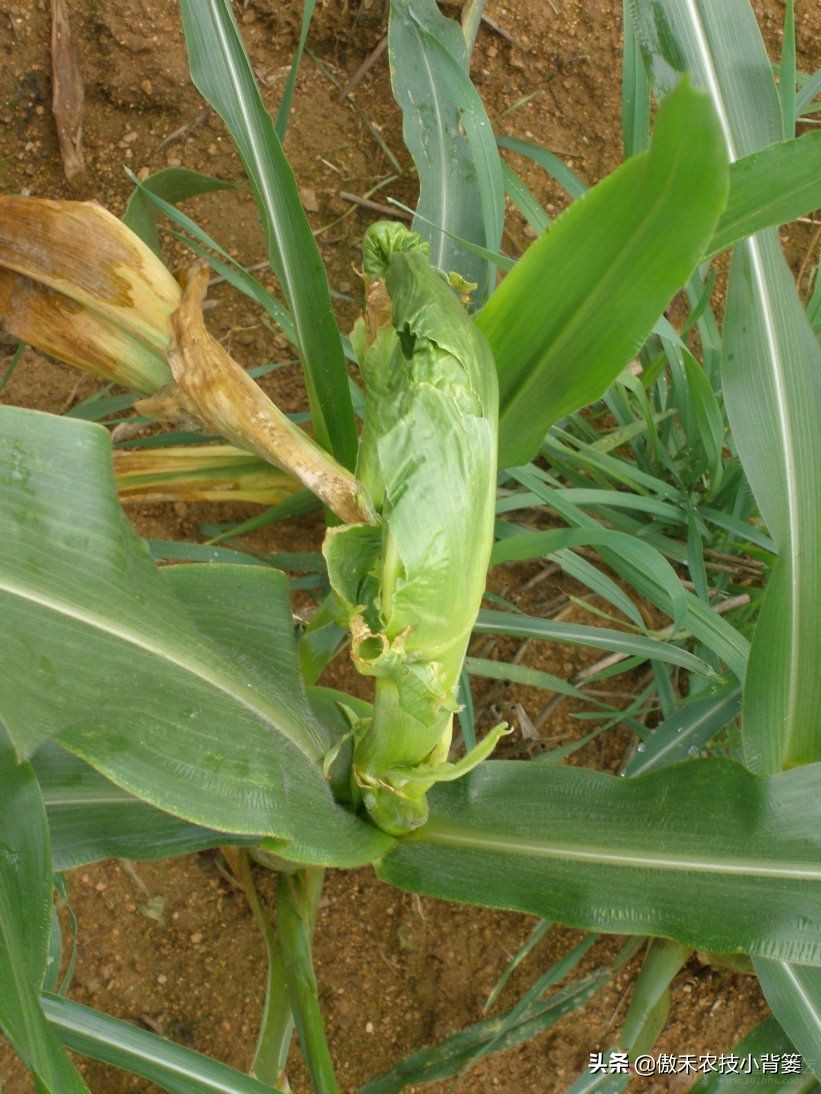 玉米根部出现畸形的原因,玉米卷叶头歪怎么办