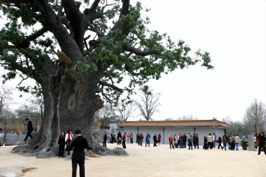 饶河之阳1：东关村的苑氏宗祖，可能来自朔州，或是苑侯后裔