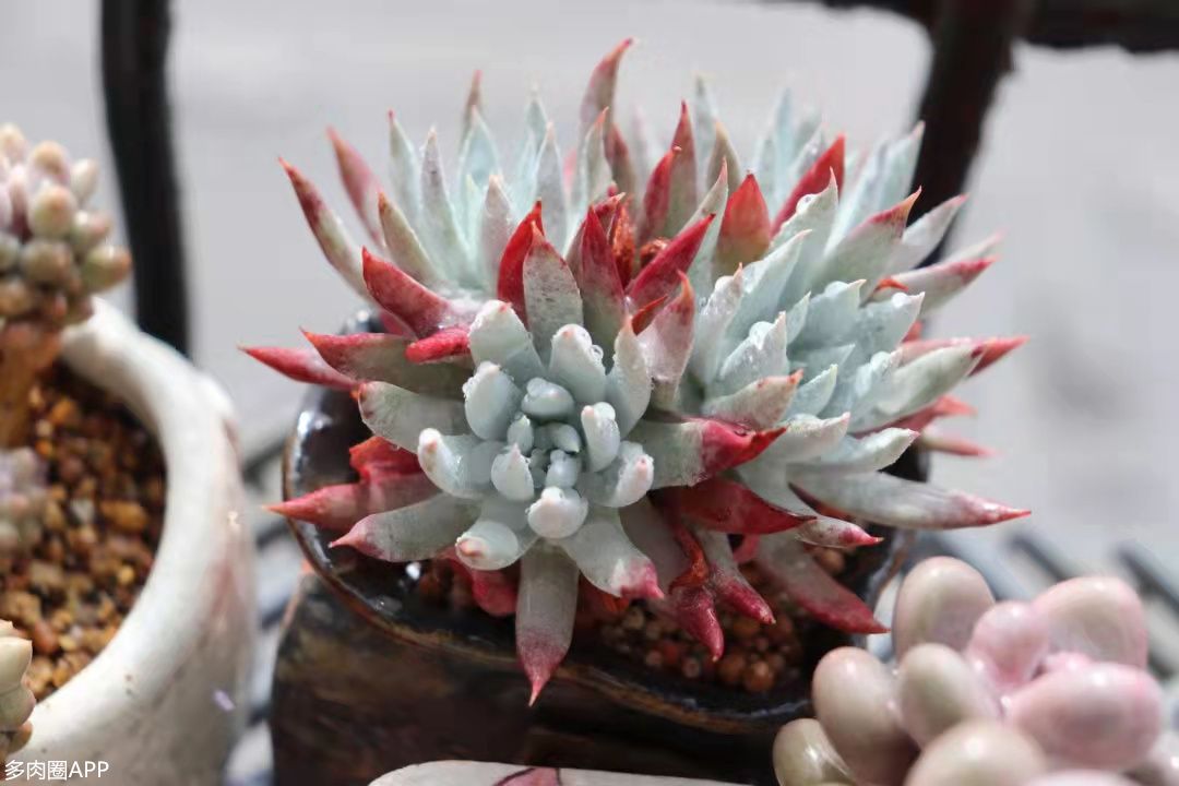 仙女杯的养殖方法和注意事项,仙女杯怎么养才能爆多头