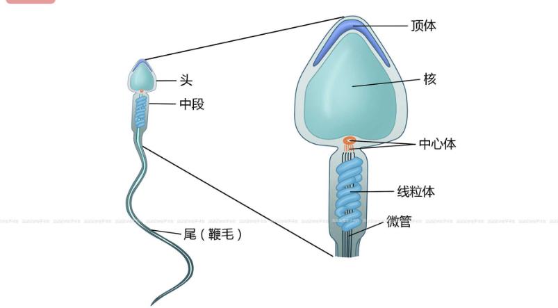 进入女性体内后，没“受精”成功的精子都去哪儿了？既好笑又心疼