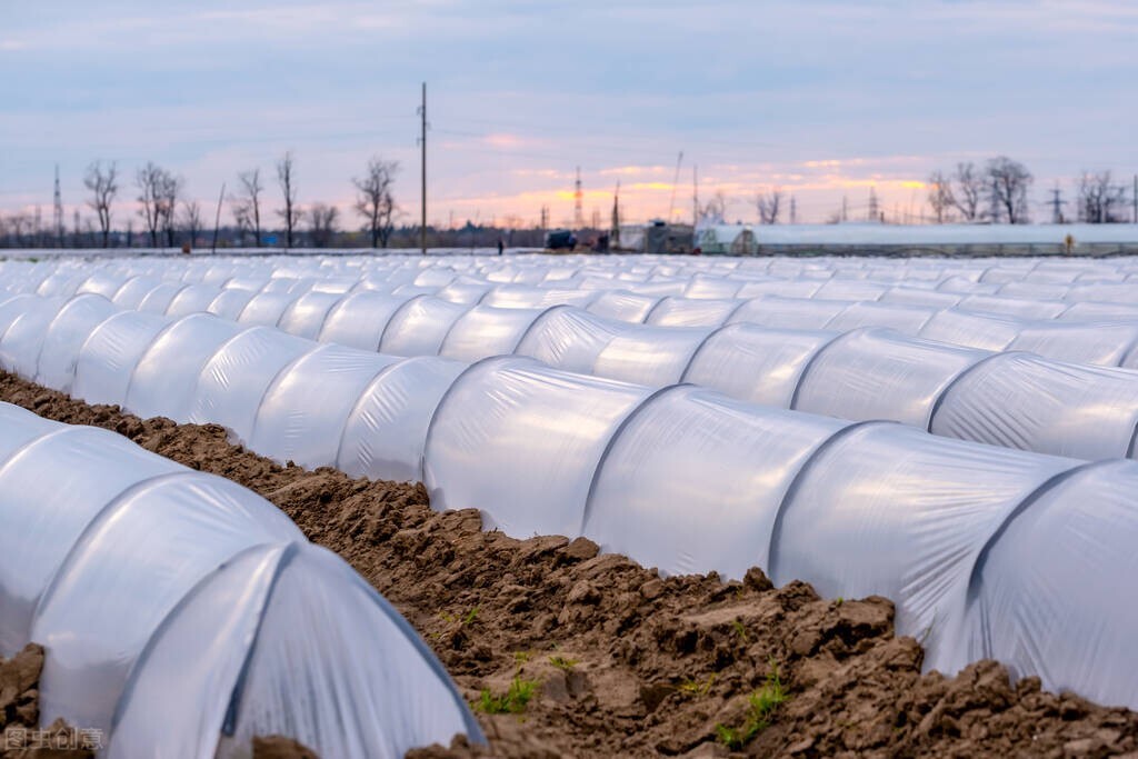 日本回收中国的烟头干什么,日本收购烟头过滤嘴