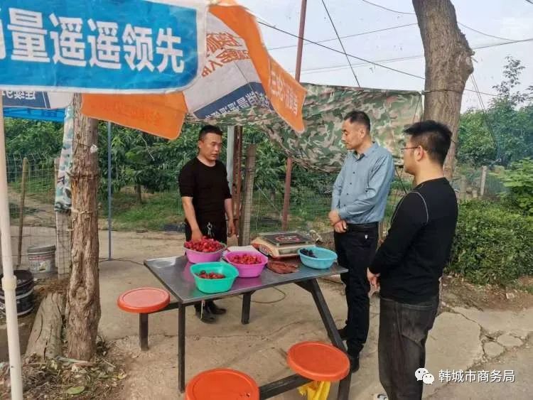 大棚樱桃管护助力乡村振兴,包村干部带领群众增收致富