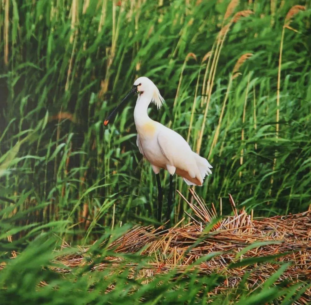 快看！黑龙江各地都被哪些萌货代表了？