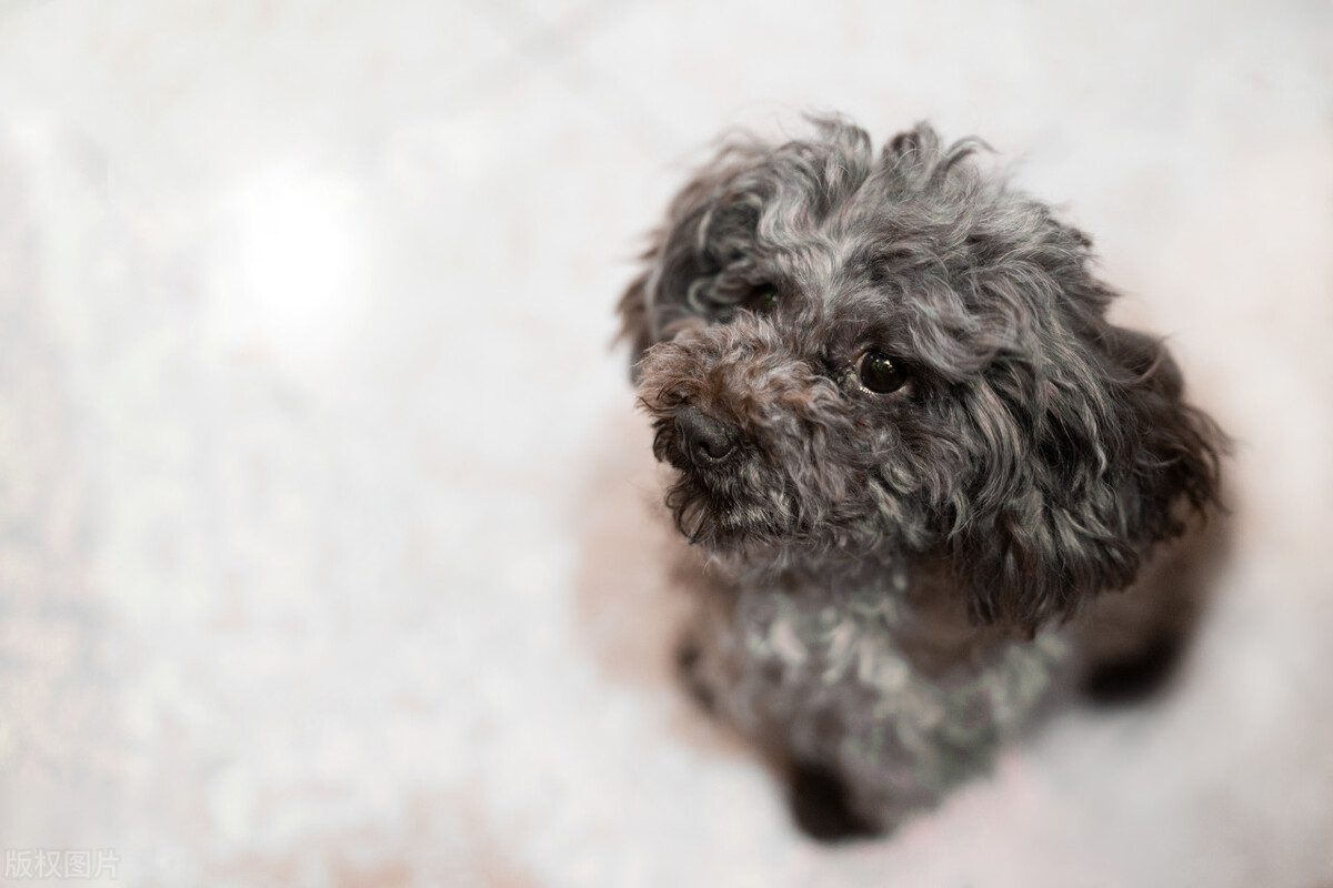 泰迪拉黑色大便稀,泰迪大便软臭