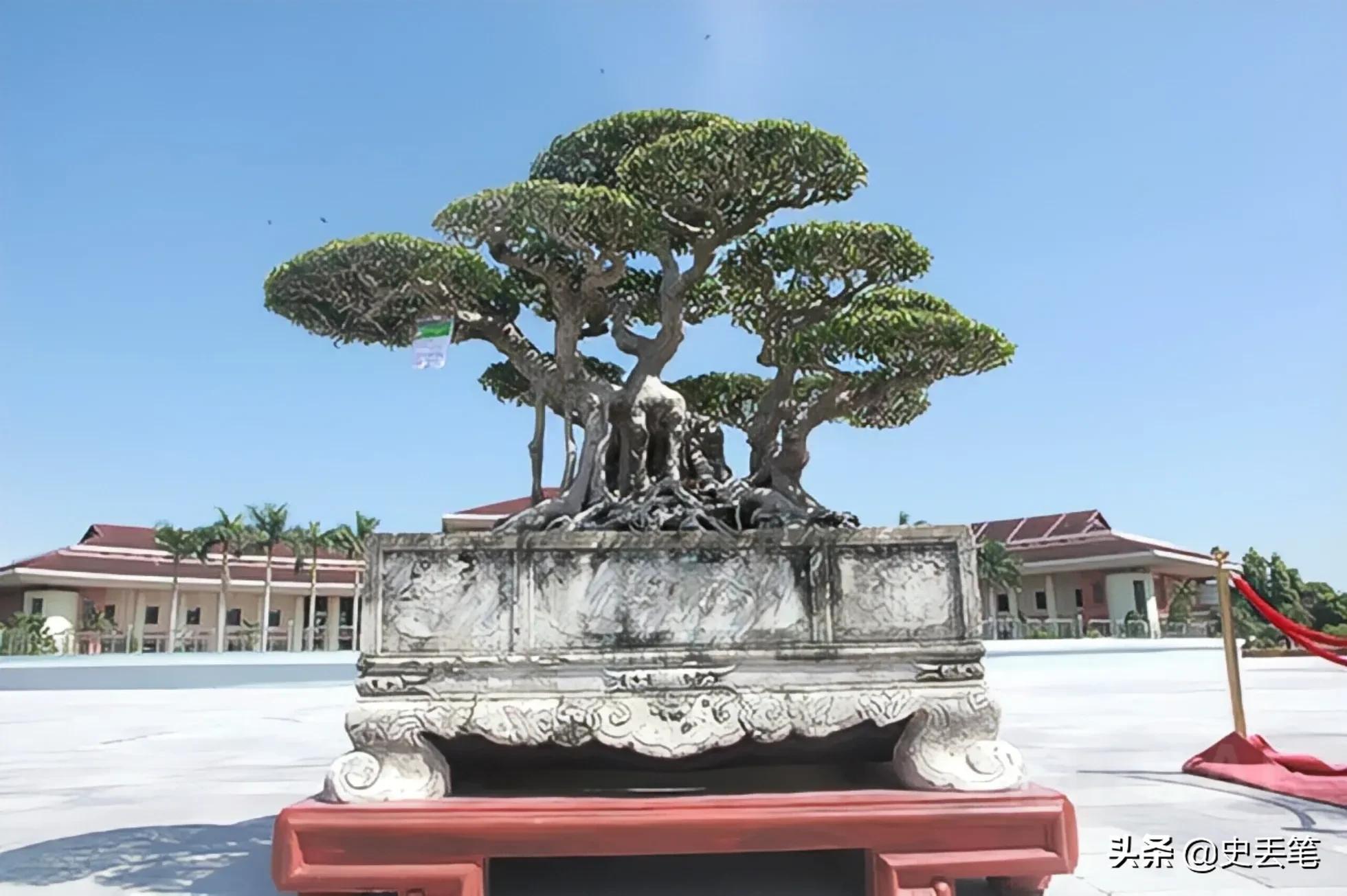 20多年前他花100万买下明代老宅,2014年男人花一万元买下腐烂树根