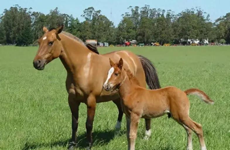 爱与亲情的终极挑战：雄性遇见亲生母亲！