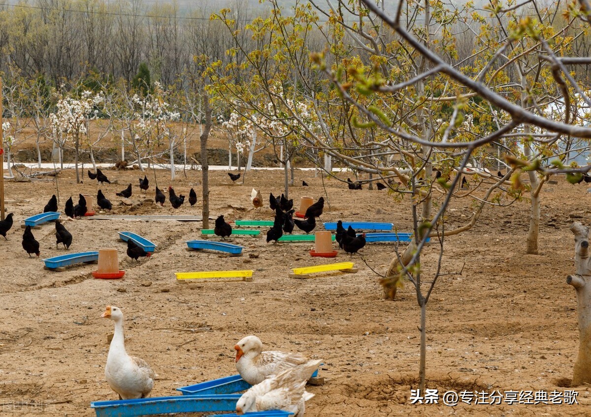 去山上捉鸡买鸡蛋,去山里抓一只大公鸡