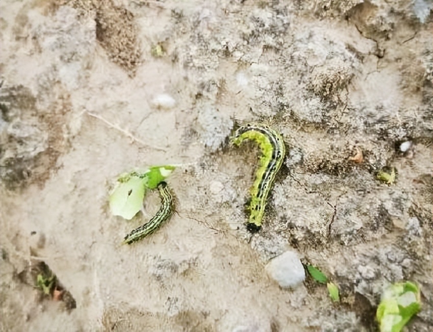 12月份园林绿化养护工作重点,元月份园林养护重点工作