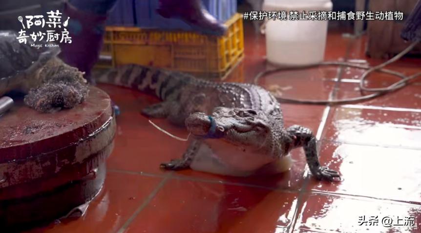 再“鳄”贯满盈的鳄鱼,也逃不出广东人的砂锅煲