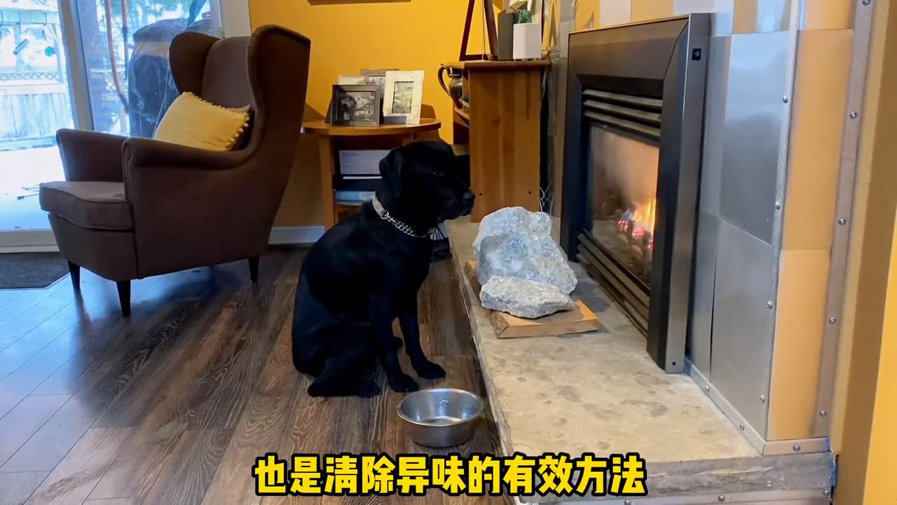 狗狗身上的味道是从哪里发出来的,怎么去除狗狗身上的味道