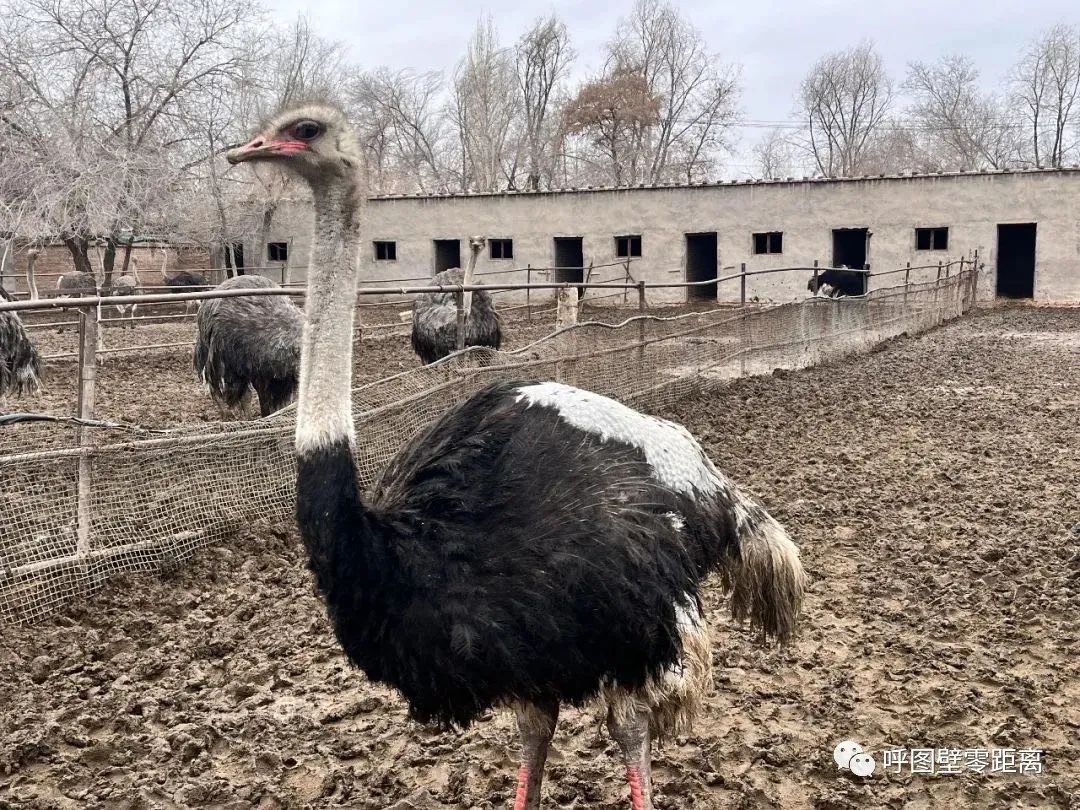 乡村振兴畜牧项目实施对策,乡村振兴养殖鸵鸟