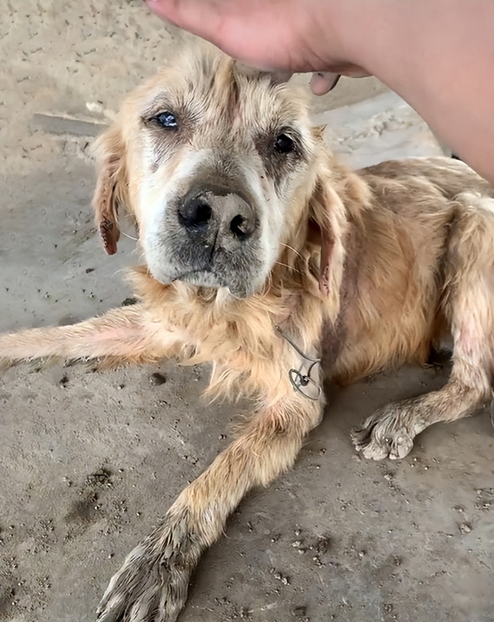 如果看到流浪狗请善待它们,遇到流浪狗请善待他们