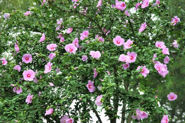 乡土散文消失的村庄,乡土散文朗诵