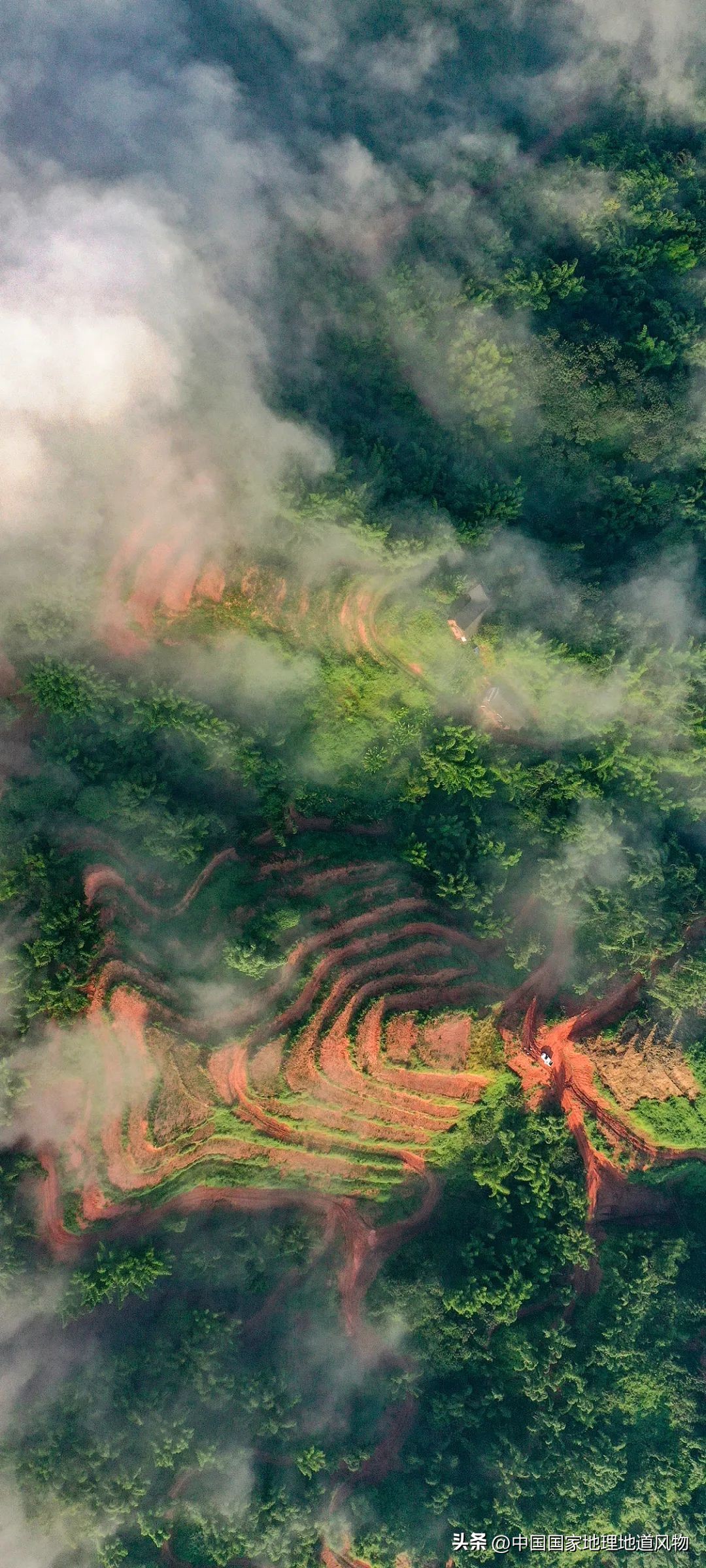 红高粱里的酒为什么是红的,红高粱里酒怎么是红的