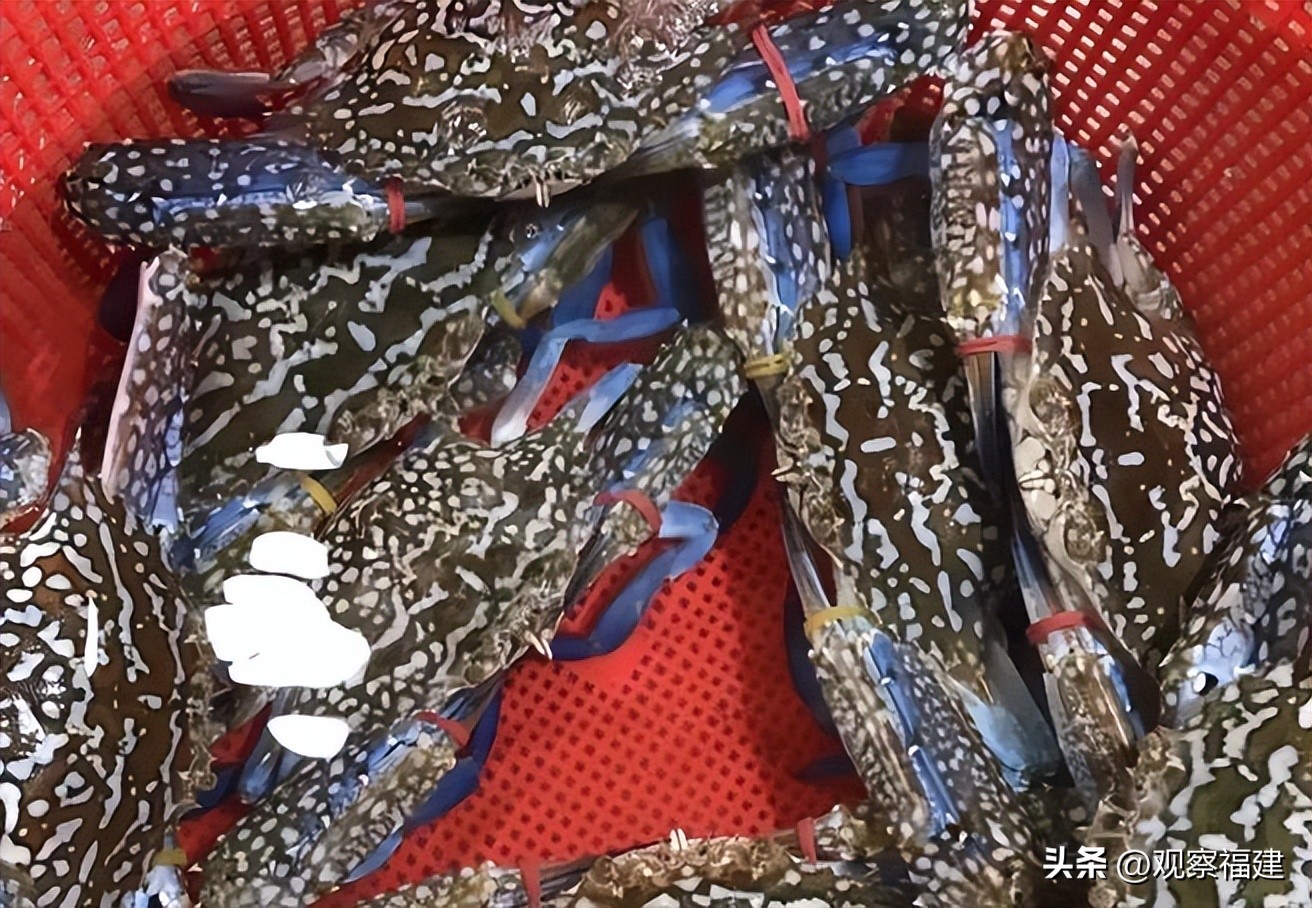 诏安秋天吃什么海鲜,福建各种海鲜图片大全