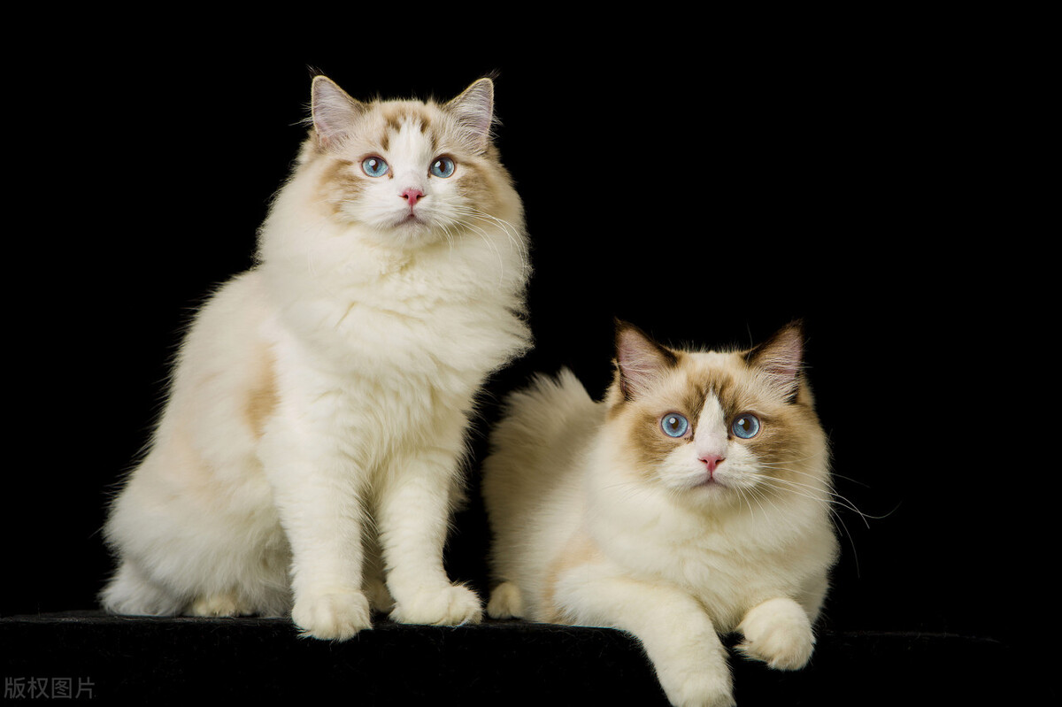 暹罗猫和布偶猫怎么区分,暹罗猫跟布偶猫有什么区别