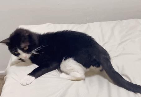 为啥猫咪老用尾巴扇我是不耐烦吗,猫咪一直扇尾巴