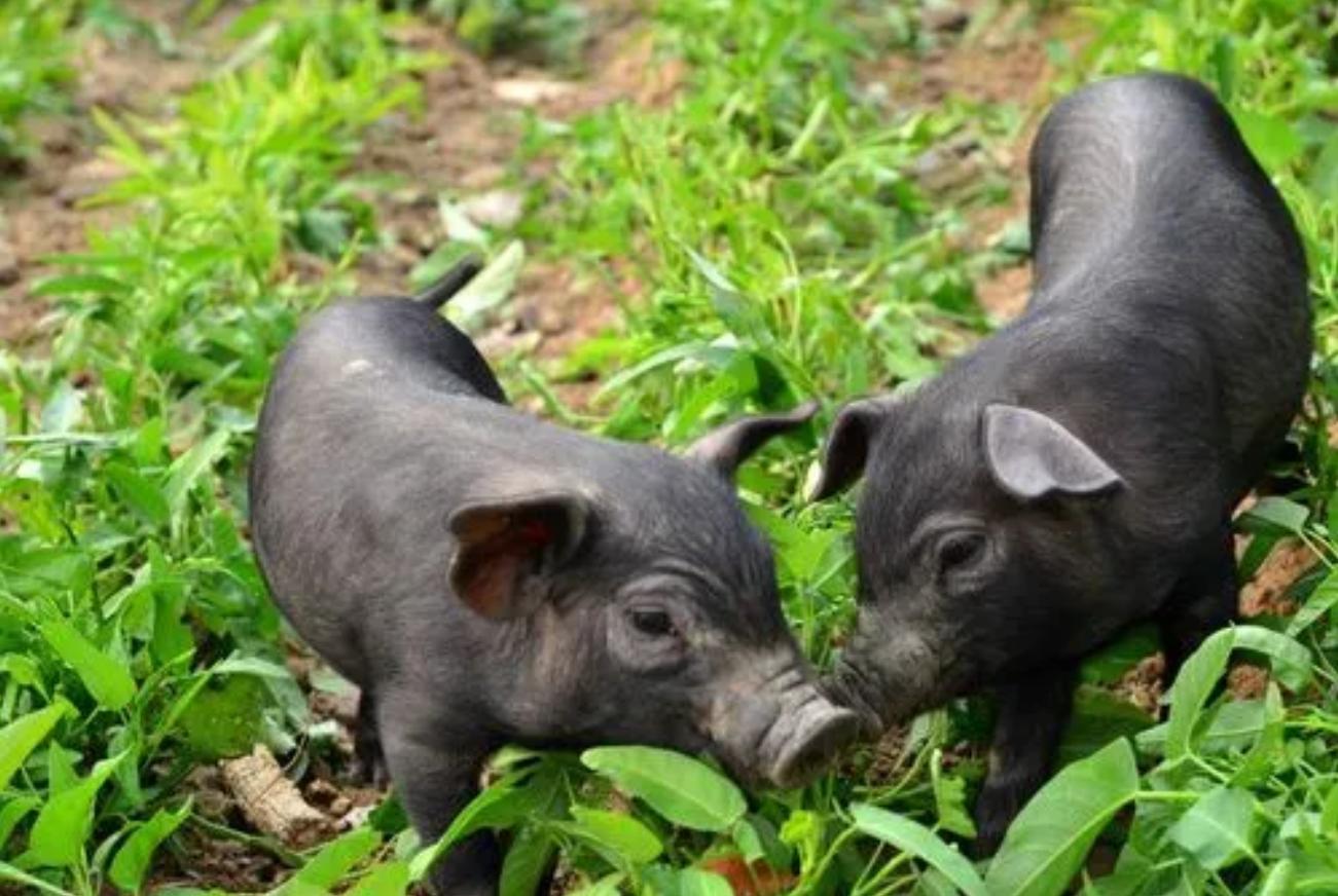 2009年，男子花6万买瘸腿病猪当宝贝养，8年后病猪帮他年入3000万