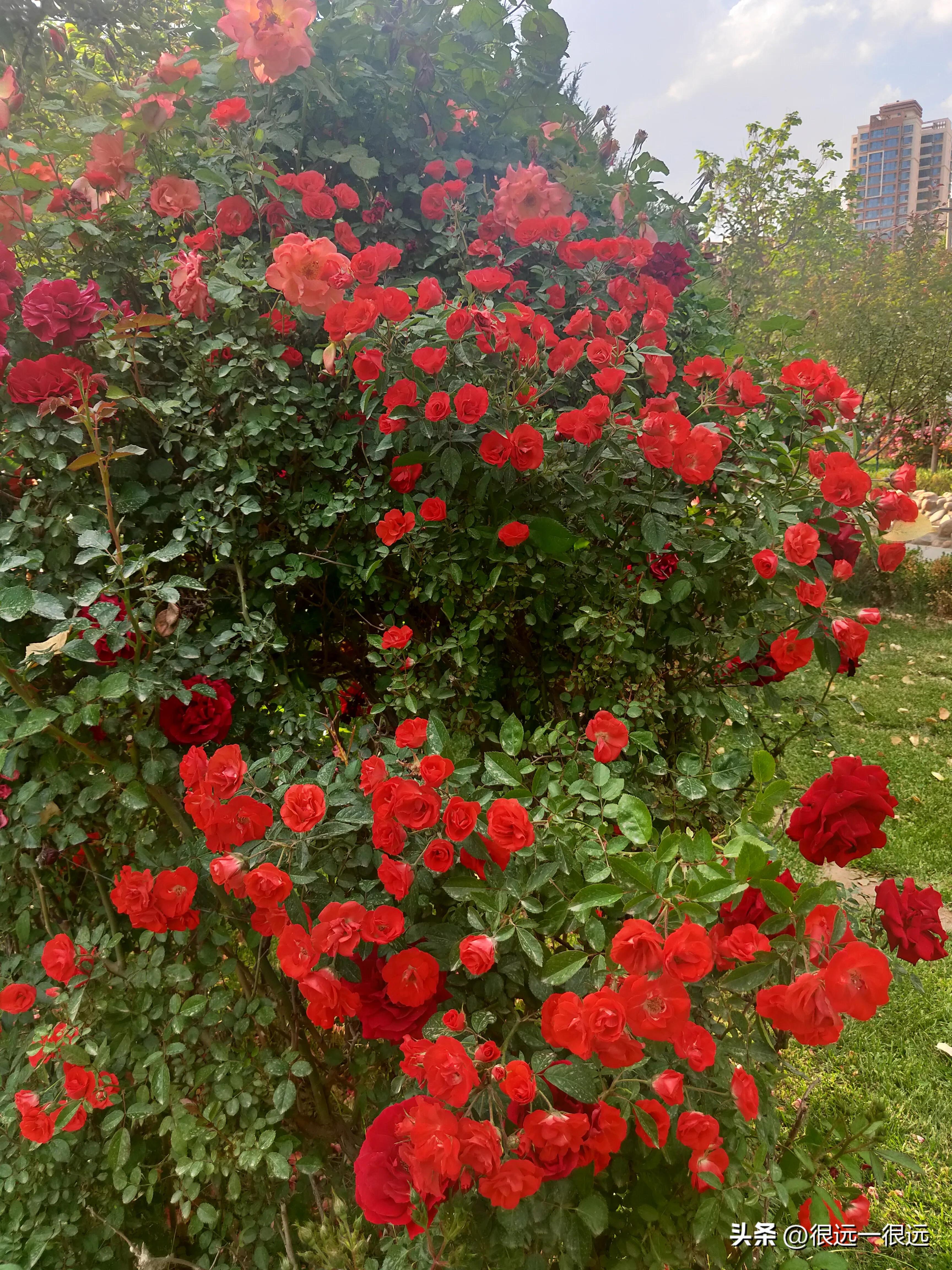 阿七以前的故事,名人阿七的辉煌故事