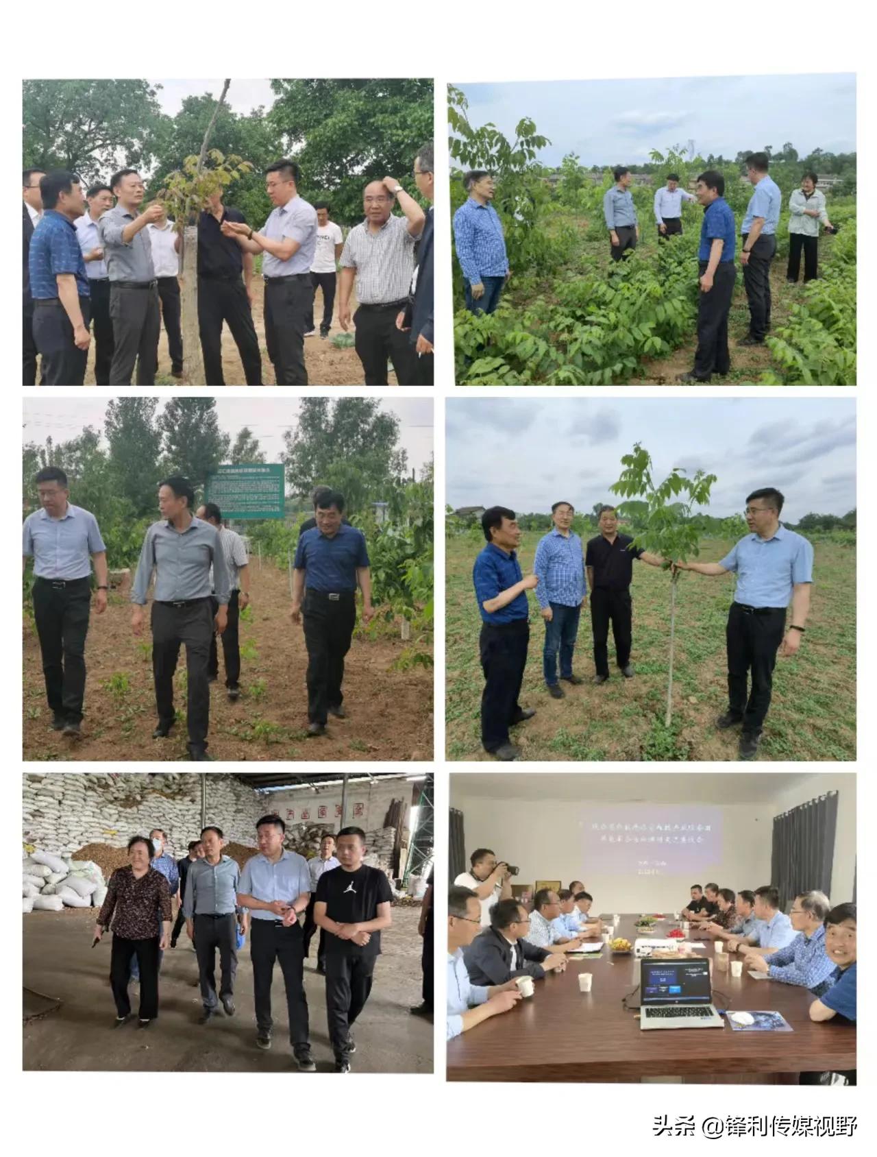 核桃产业调研计划,来我区调研核桃产业