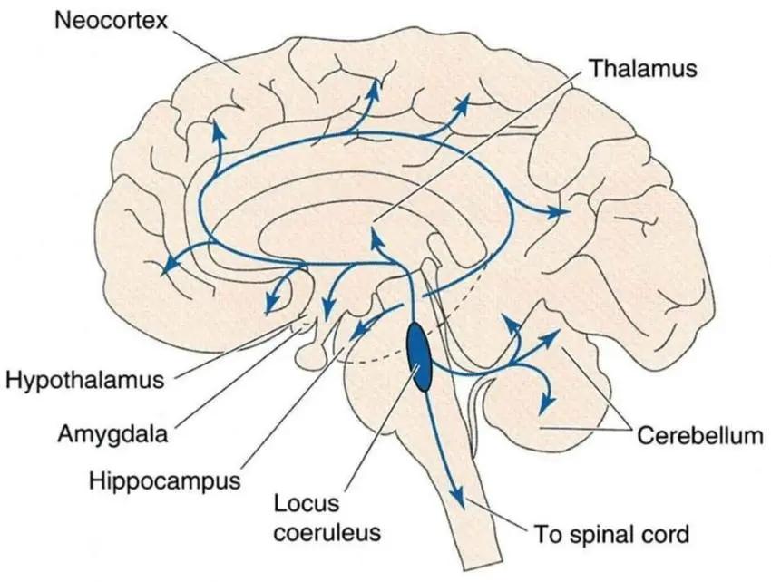怎么培养孩子的理性脑,脑科学儿童教育靠谱么