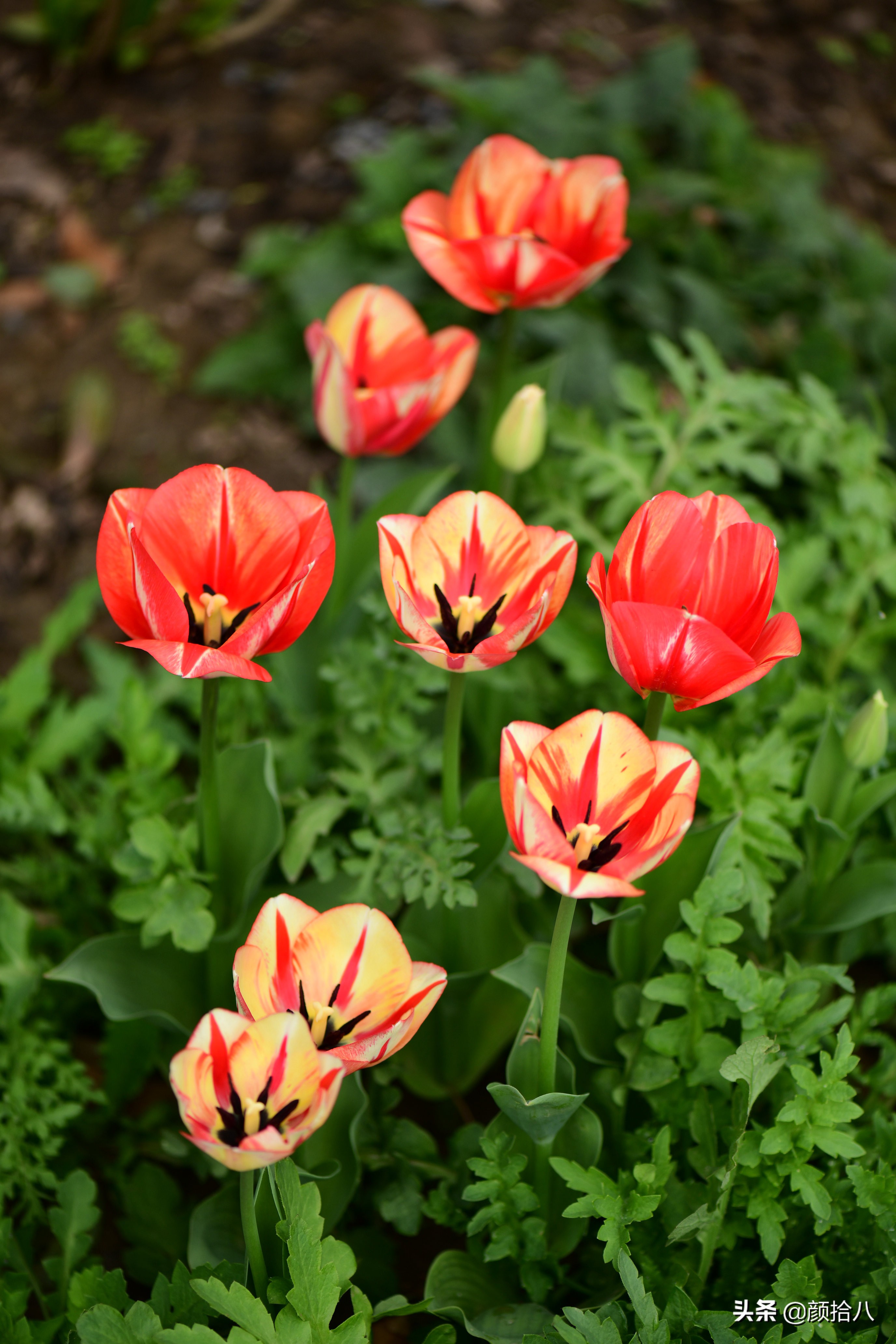 倏然而至的郁金香花季，第一波|园丁