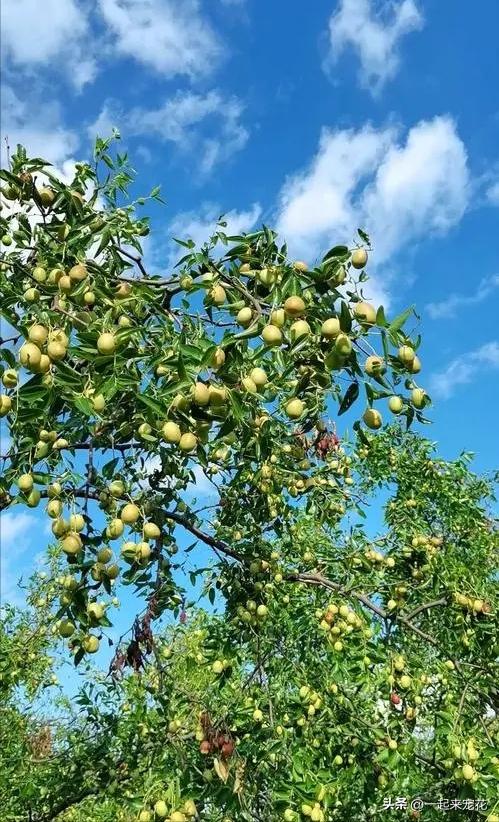 富贵人家都喜欢的6种树，摆在家里大气上档次，适合新手种植