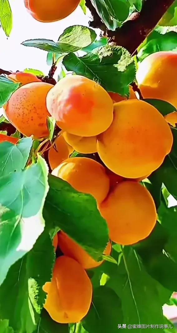 丰富美味的水果壁纸,甘甜适口的美味水果壁纸图片