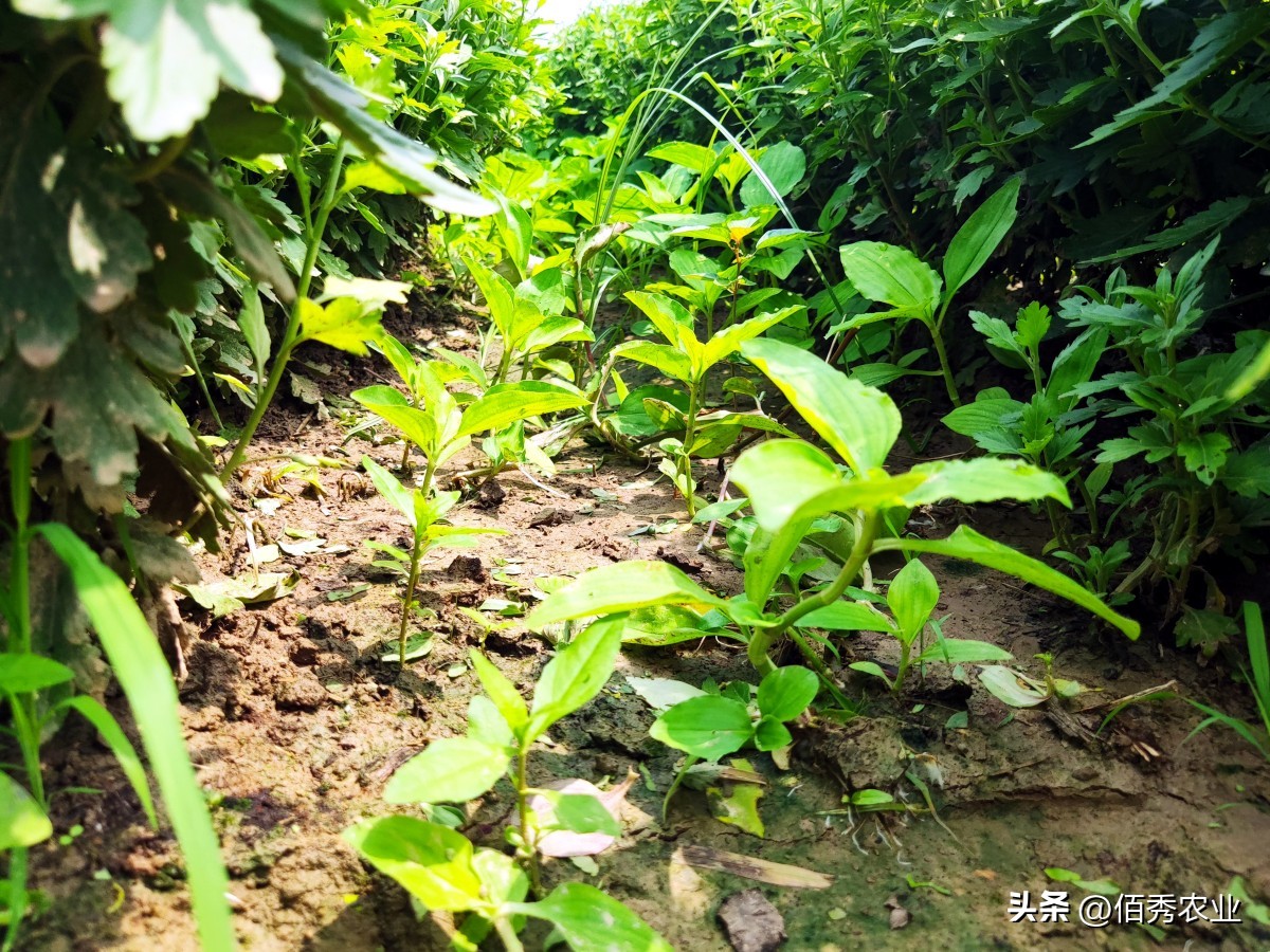 草甘膦除草剂价格走势图最新消息,草甘膦除草剂价格涨了吗