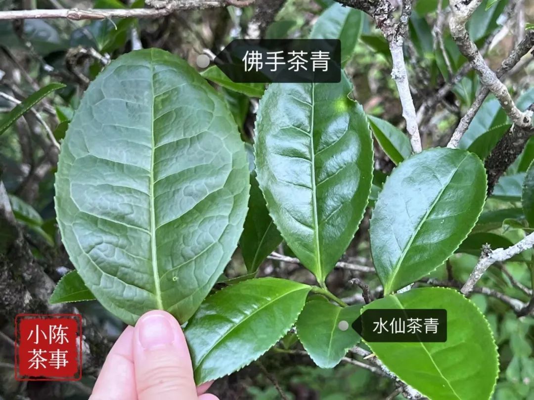 什么样的岩茶是好的岩茶,岩茶叶底很细