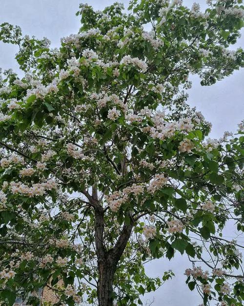 故乡的槐树简介,故乡的槐树