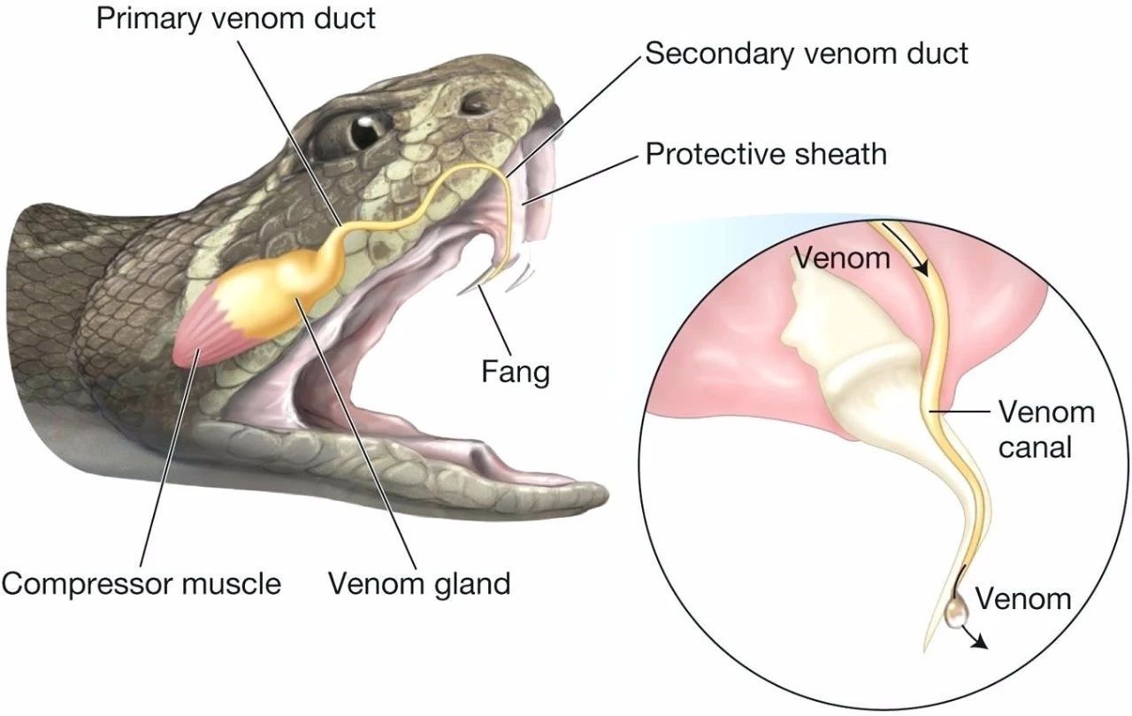 五步蛇泡酒第二年被咬,五步蛇毒酒喝了会怎么样