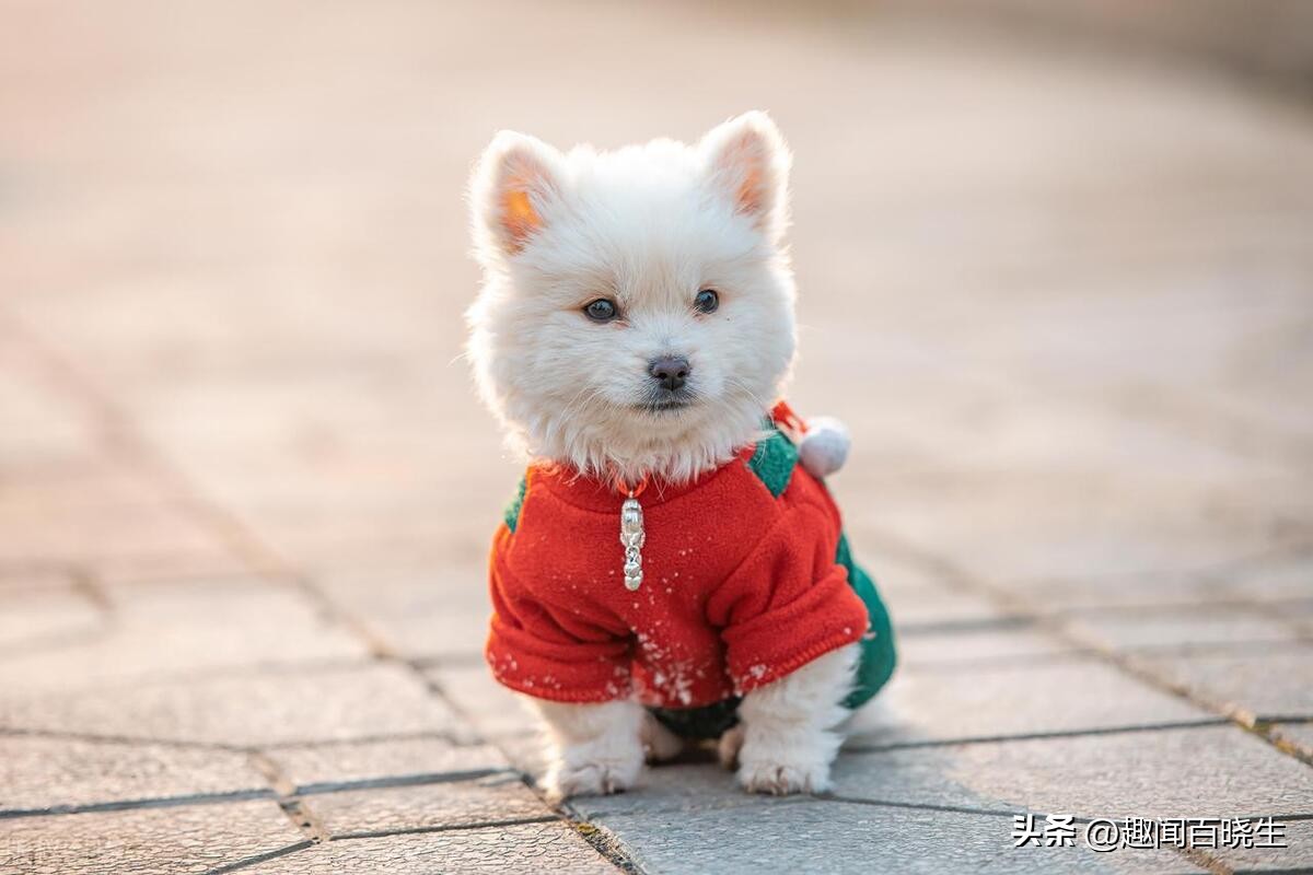 周公解梦女人梦见狐狸和狗在一起,做梦梦到老鼠蛇狗