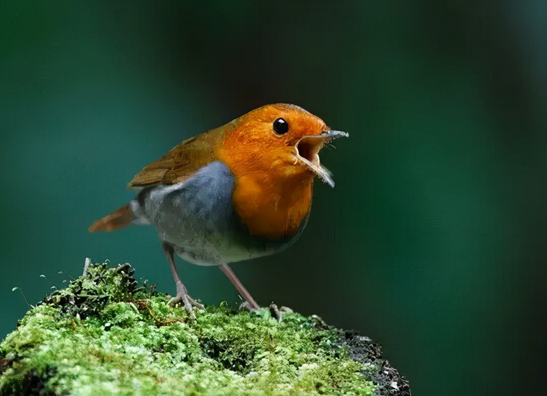 羽色最绚丽的鸟图片,鸟类雨后飞翔照片