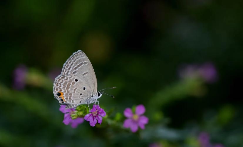 描写春末初夏的古诗词,初夏风光的诗句有哪些