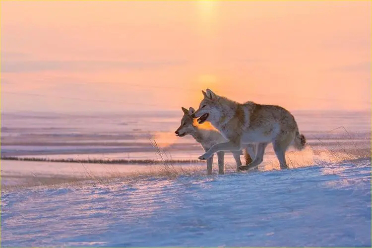 成都画家在草原写生收养狼的故事,成都女青年画家意外收养一只幼狼