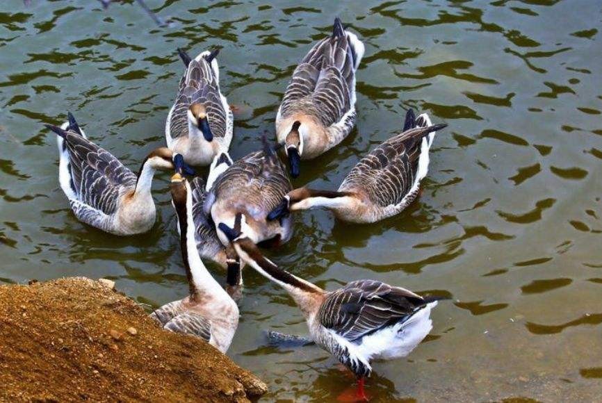 鏉戞皯鎹″埌榛戠唺骞煎唇濂冲効,杈藉畞鍐滃鎹″埌榛戠唺骞煎唇