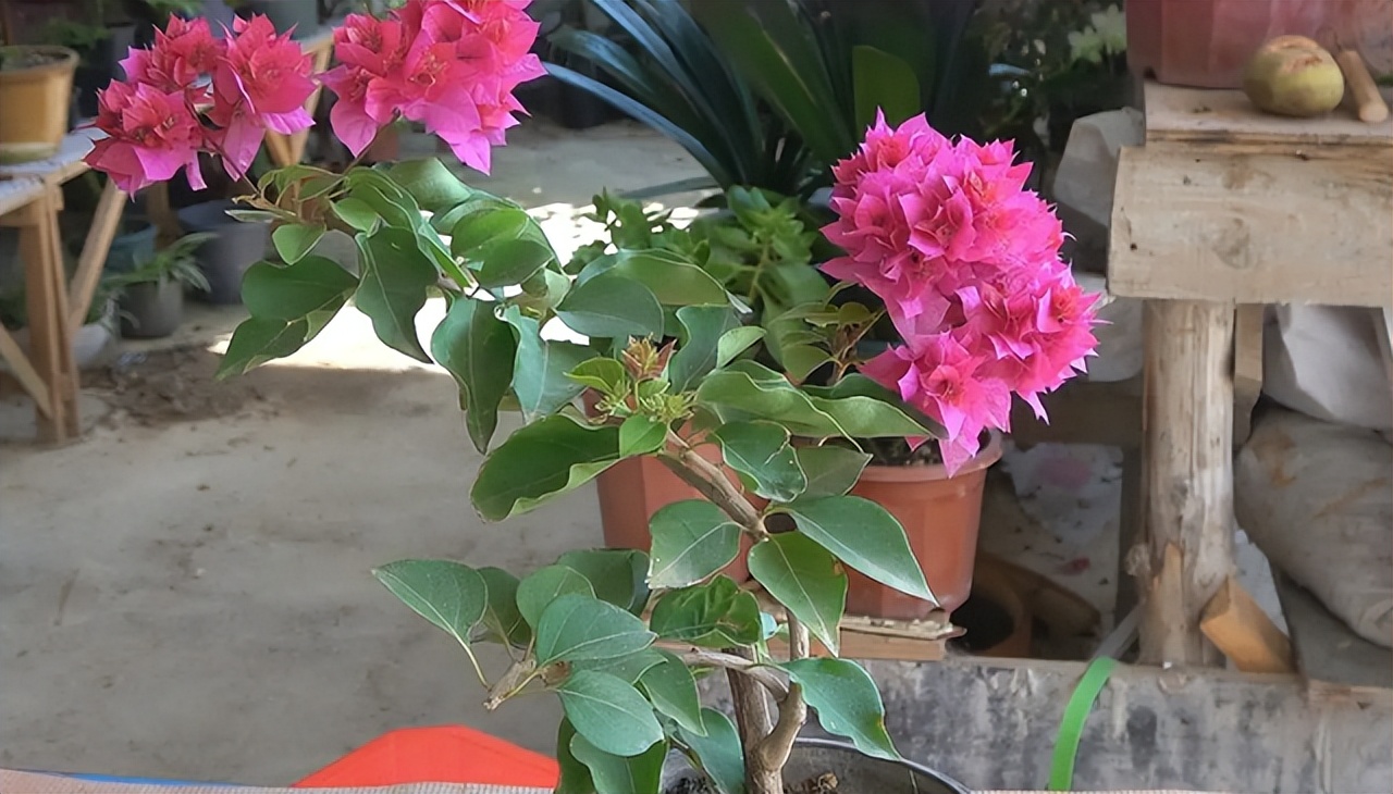 花多多是磷酸二氢钾吗,花多多2号是智商税吗