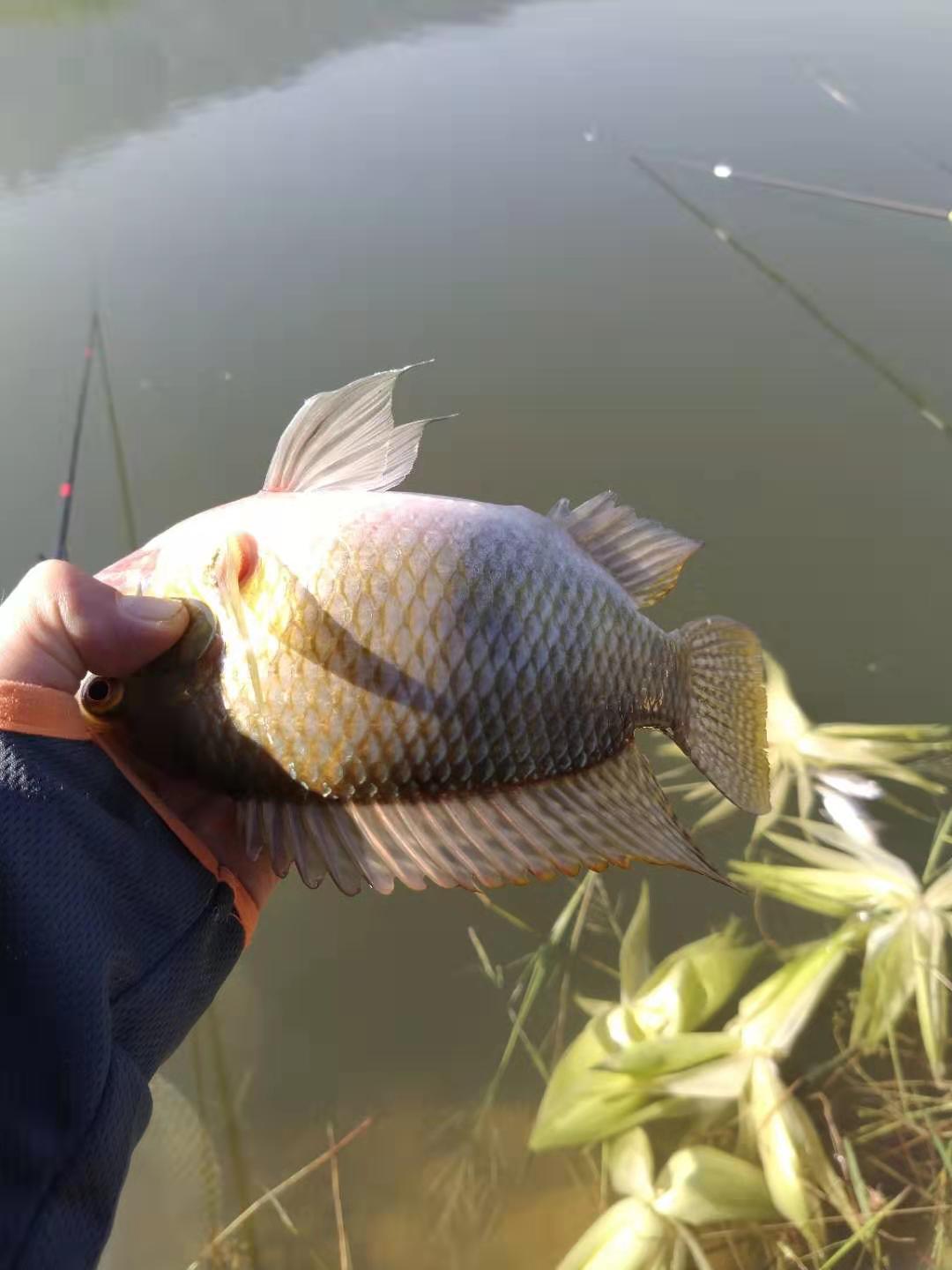钓鱼要小心有毒的海鱼,钓鱼经常钓到的鱼哪些有毒不能吃
