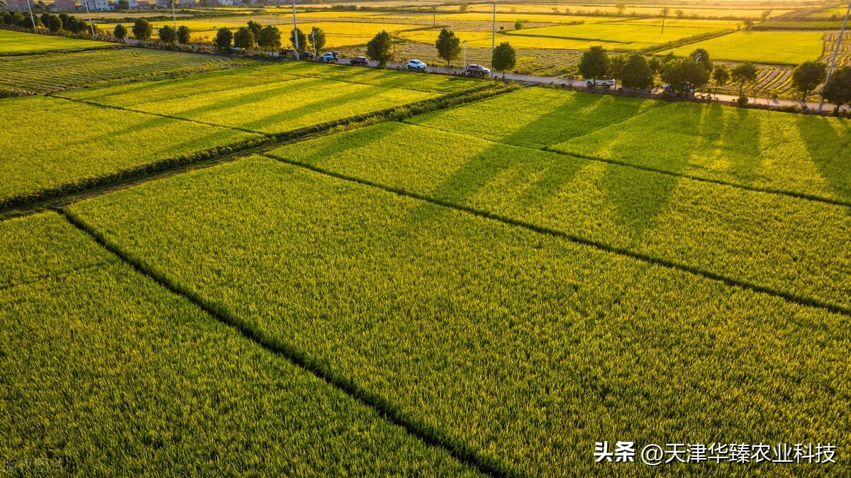 水稻种植技术与田间管理,水稻种植施肥管理技术