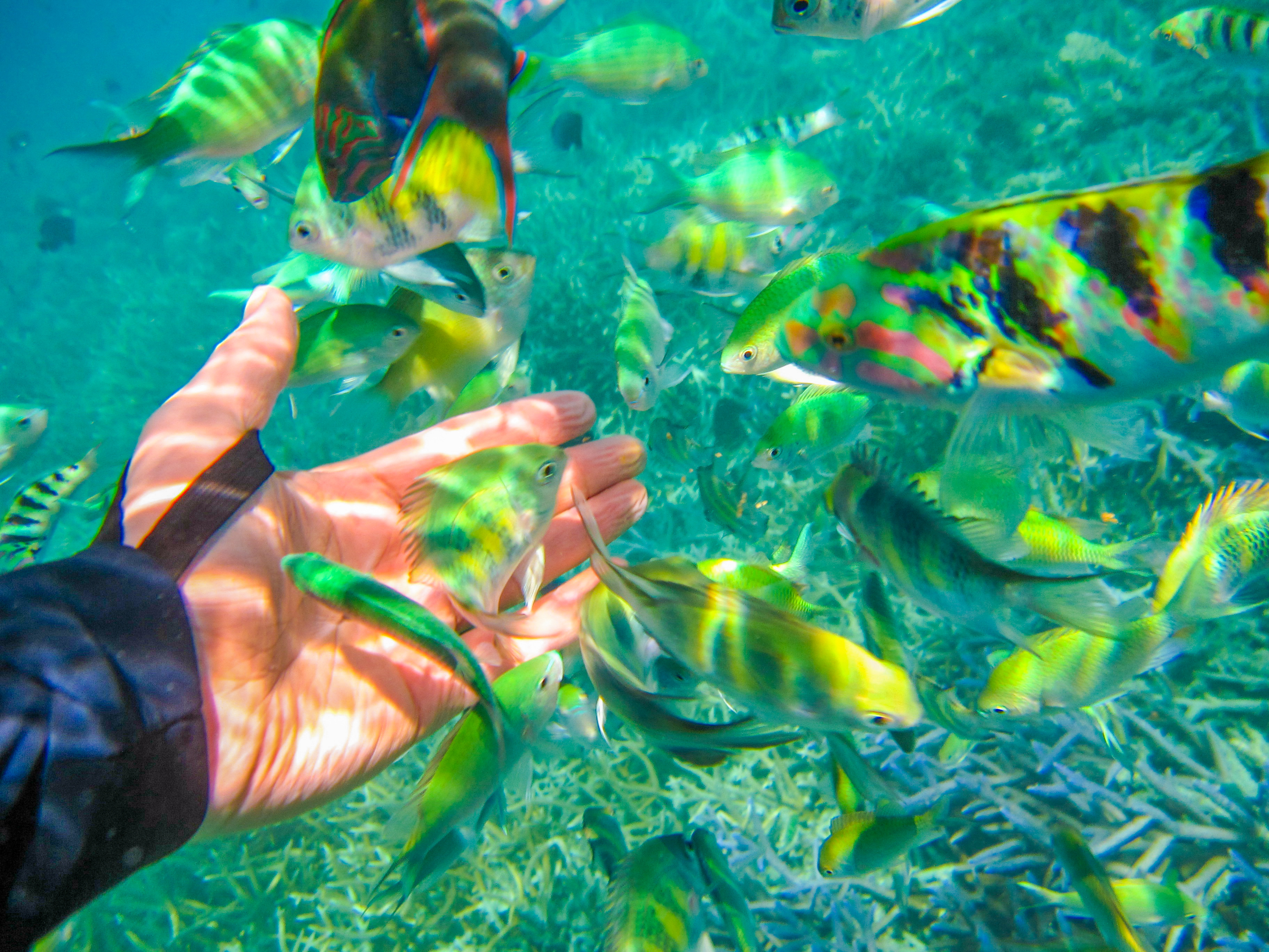 上帝的水族箱,上帝的鱼缸马尔代夫