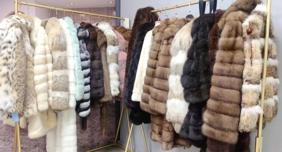 深析捕杀野生动物，探究带来可怕后果