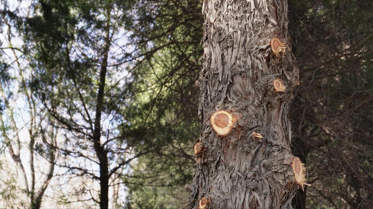 境界成于格局，格局有赖胸襟——甘肃二诊作文