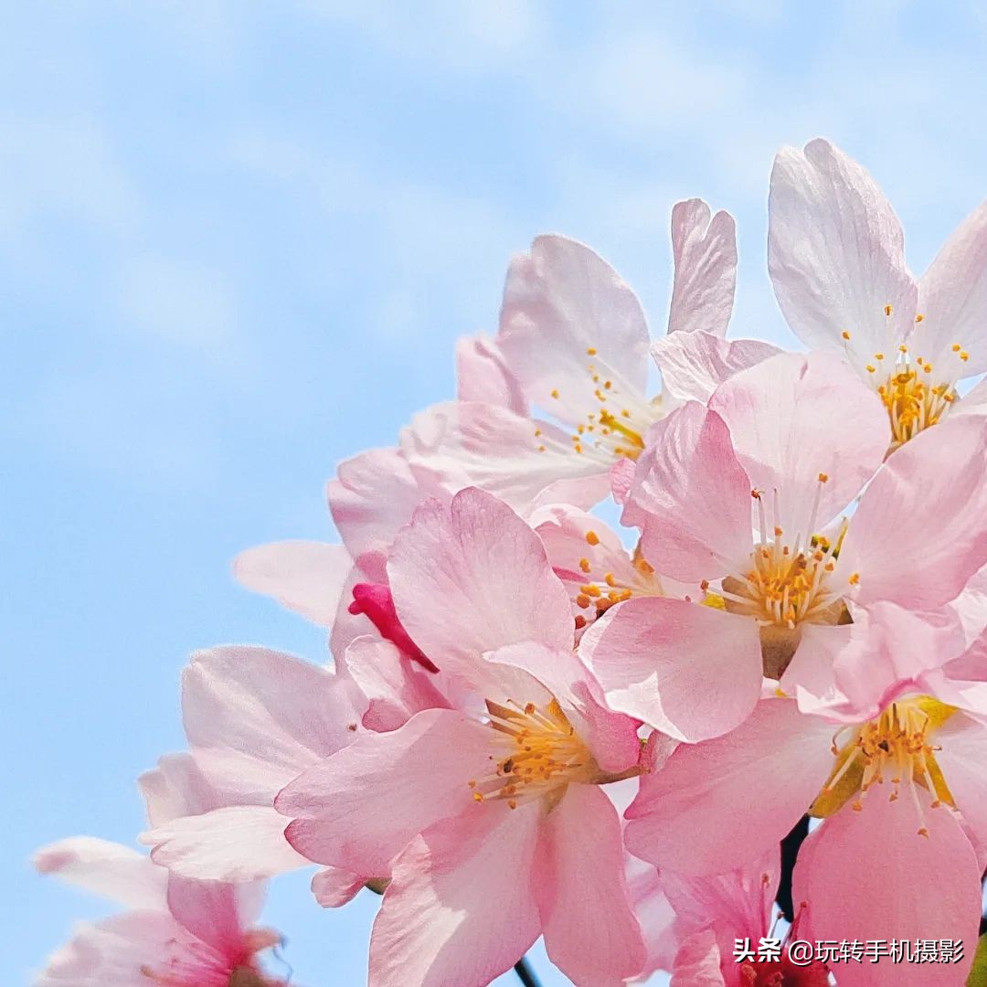 用什么可以拍出美丽花草的照片,6个技巧拍好花卉照片