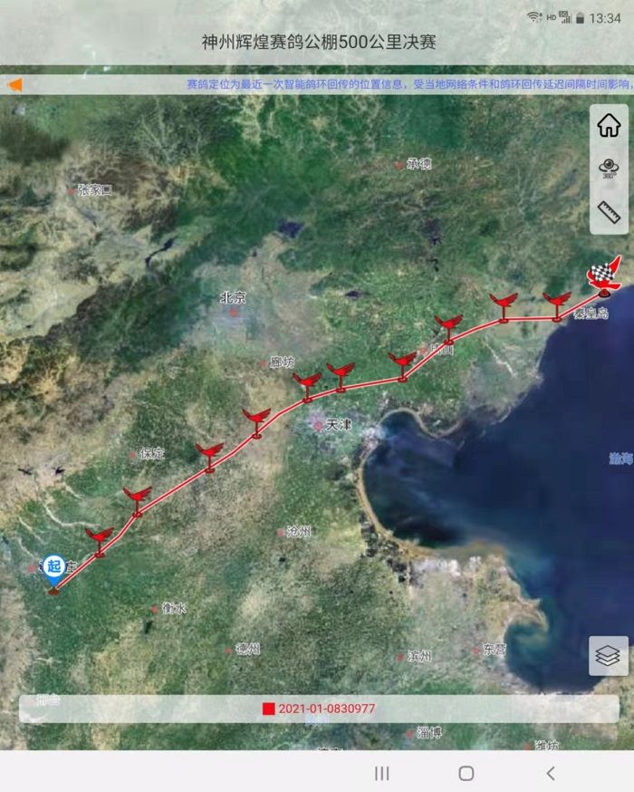国际赛鸽公棚全部视频,2019国际鸽联世界锦标赛