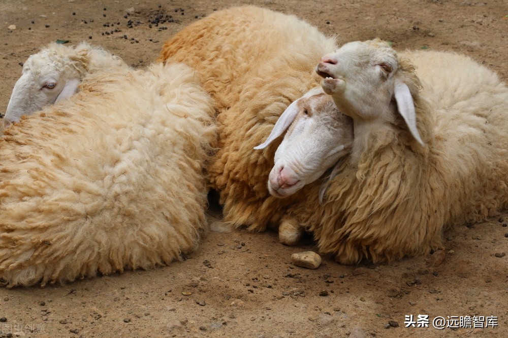 新澳纱线羊毛衣,新澳纱线无缝一体羊毛衫