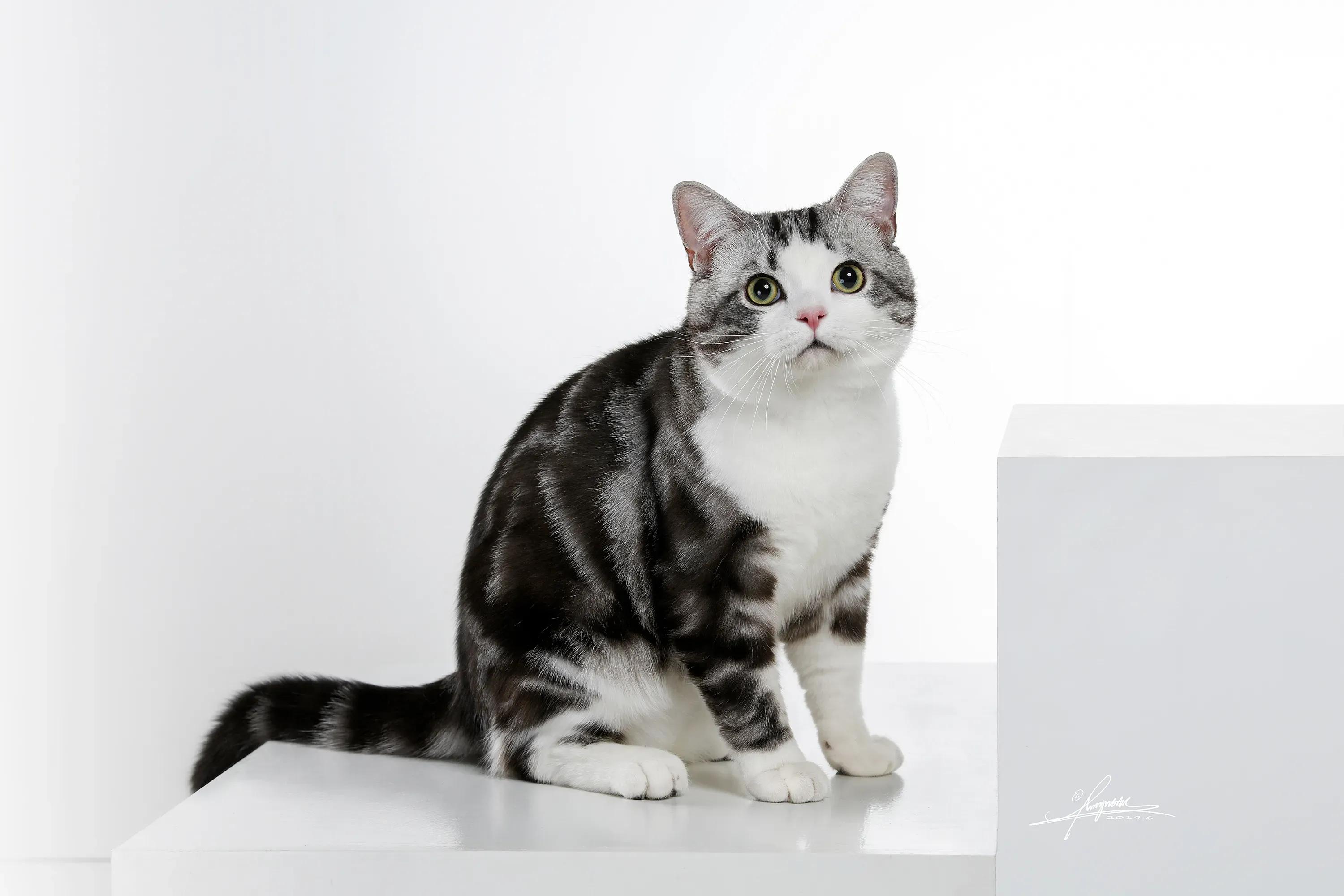 去宠物店如何挑选一个健康的猫咪,去宠物店买猫咪该怎么挑选