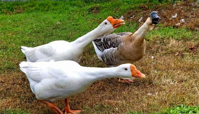 家里有三物家败人丁散都是哪三物,家养三宝