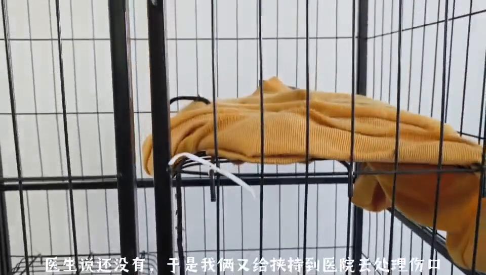 捡到的英短猫咪,捡了个英短蓝猫