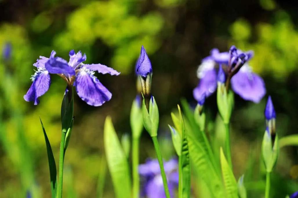 春夏之交，越来越多的花含苞欲放，这一百种娇媚蓓蕾真是美不胜收